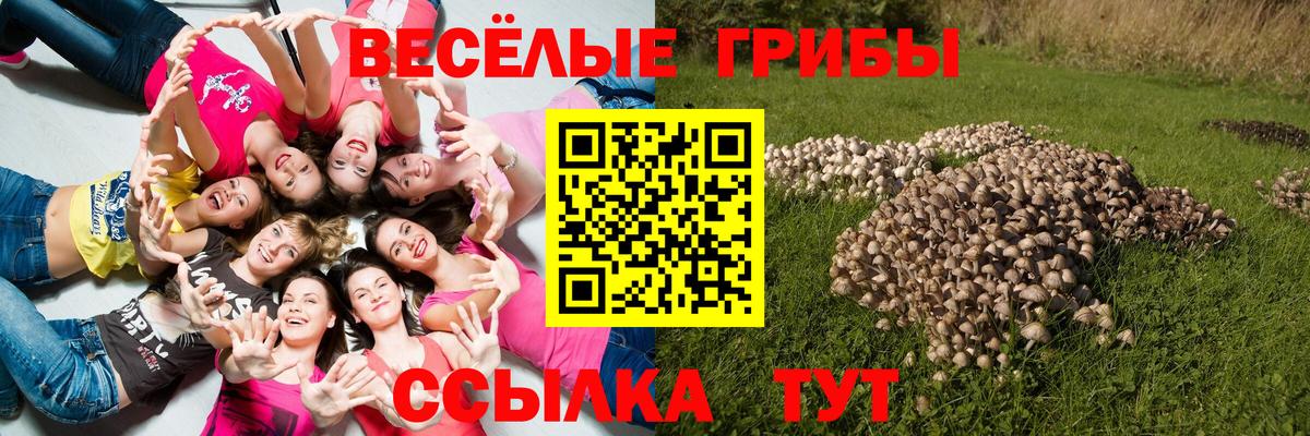Галлюциногенные грибы Psilocybine cubensis Нефтекумск